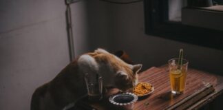 Excellent Cat Food: New Picks For A Healthy, Happier Felines Excellent Cat Food: New Picks For A Healthy, Happier Felines