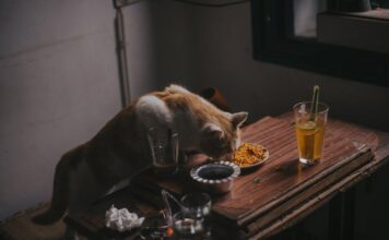 Excellent Cat Food: New Picks For A Healthy, Happier Felines Excellent Cat Food: New Picks For A Healthy, Happier Felines