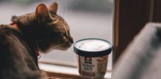 top 10 simplest cat foods of 2023 nutrition taste and price for pleased healthy cats.jpeg