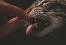 High 10 Most efficient Cat Meals of 2024: Nourish Your Pussycat Buddy with the Correct Food regimen high 10 most efficient cat meals of 2024 nourish your pussycat buddy with the correct food regimen.jpeg