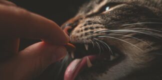 high 10 most efficient cat meals of 2024 nourish your pussycat buddy with the correct food regimen.jpeg