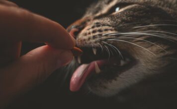 High 10 Most efficient Cat Meals of 2024: Nourish Your Pussycat Buddy with the Correct Food regimen high 10 most efficient cat meals of 2024 nourish your pussycat buddy with the correct food regimen.jpeg