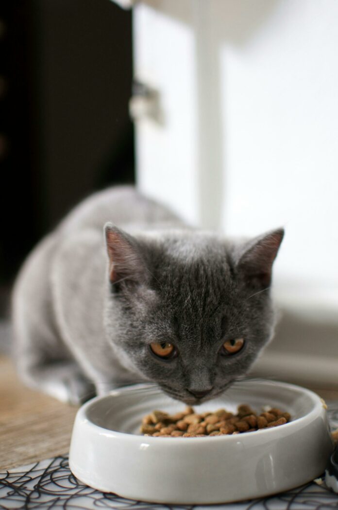 top 10 simplest cat meals of 2023 dietary quality taste your tom cat will esteem.jpg