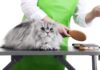 very critical cat grooming guidelines assist your feline buddy gorgeous and healthy.jpg