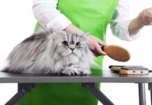Very critical Cat Grooming Guidelines: Assist Your Feline Buddy Gorgeous and Healthy! very critical cat grooming guidelines assist your feline buddy gorgeous and healthy.jpg