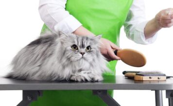 Very critical Cat Grooming Guidelines: Assist Your Feline Buddy Gorgeous and Healthy! very critical cat grooming guidelines assist your feline buddy gorgeous and healthy.jpg