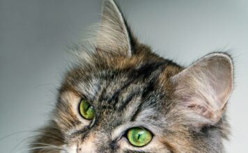 Indispensable Cat Grooming Tricks: Lend a hand Your Feline Buddy Pleased and Healthy! indispensable cat grooming tricks lend a hand your feline buddy pleased and healthy.jpg