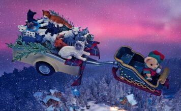 Unraveling Your Cat’s Secret Language: 10 Signs Your Pussycat Pal is Attempting to Characterize You Something unraveling your cats secret language 10 signs your pussycat pal is attempting to characterize you something.jpg