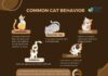 unlocking the mystery 10 customary cat behaviors explained.jpg