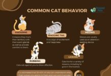 Unlocking the Mystery: 10 Customary Cat Behaviors Explained unlocking the mystery 10 customary cat behaviors explained.jpg