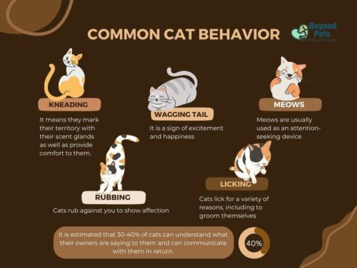 unlocking the mystery 10 customary cat behaviors explained.jpg