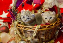 High 10 Horny Cat Breeds: Bag Your Purrfect Accomplice! high 10 horny cat breeds bag your purrfect accomplice.jpg