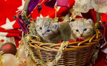 High 10 Horny Cat Breeds: Bag Your Purrfect Accomplice! high 10 horny cat breeds bag your purrfect accomplice.jpg