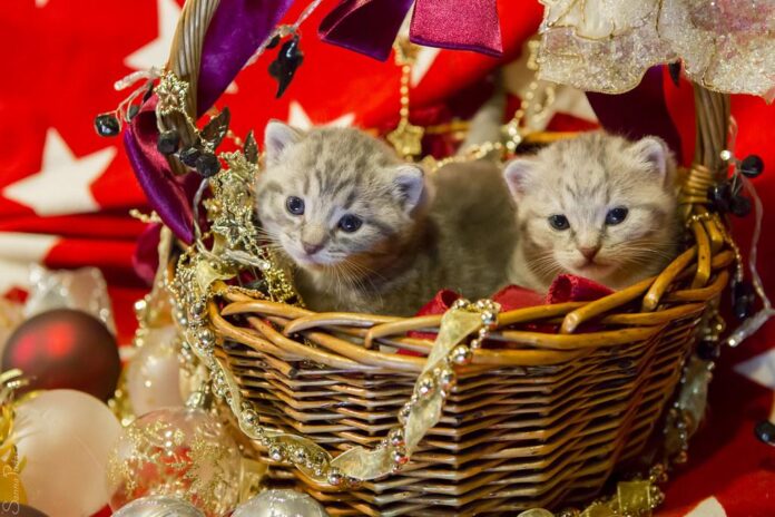 high 10 horny cat breeds bag your purrfect accomplice.jpg