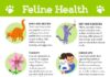 10 Needed Cat Care Tips Every Cat Owner Must Know for a Delighted, Wholesome Pussycat 10 needed cat care tips every cat owner must know for a delighted wholesome pussycat.jpg
