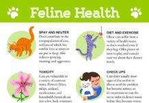 10 Needed Cat Care Tips Every Cat Owner Must Know for a Delighted, Wholesome Pussycat 10 needed cat care tips every cat owner must know for a delighted wholesome pussycat.jpg