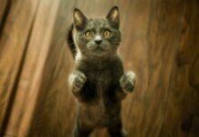 10 Vital Cat Care Guidelines Every Owner Can occupy to aloof Know for a Gratified Feline 10 vital cat care guidelines every owner can occupy to aloof know for a gratified feline.jpg
