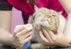 Top 10 Wanted Cat Grooming Methods for a Jubilant and Wholesome Pussycat top 10 wanted cat grooming methods for a jubilant and wholesome pussycat.jpg