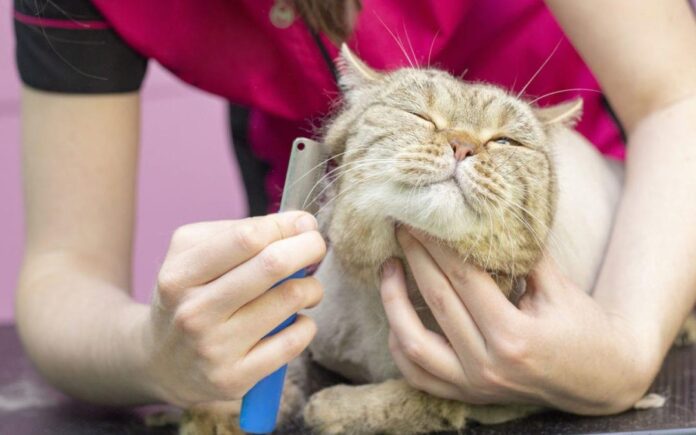 top 10 wanted cat grooming methods for a jubilant and wholesome pussycat.jpg