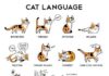 Decoding Your Cat’s Mysterious Behaviors: 10 Indicators Your Feline is Making an are attempting to Keep in touch decoding your cats mysterious behaviors 10 indicators your feline is making an are attempting to keep in touch.jpg