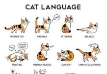 Decoding Your Cat’s Mysterious Behaviors: 10 Indicators Your Feline is Making an are attempting to Keep in touch decoding your cats mysterious behaviors 10 indicators your feline is making an are attempting to keep in touch.jpg