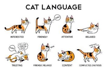 Decoding Your Cat’s Mysterious Behaviors: 10 Indicators Your Feline is Making an are attempting to Keep in touch decoding your cats mysterious behaviors 10 indicators your feline is making an are attempting to keep in touch.jpg