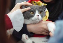 10 Very crucial Cat Care Pointers Every Owner Could furthermore fair mute Know for a Jubilant Pussycat 10 very crucial cat care pointers every owner could furthermore fair mute know for a jubilant pussycat.jpeg