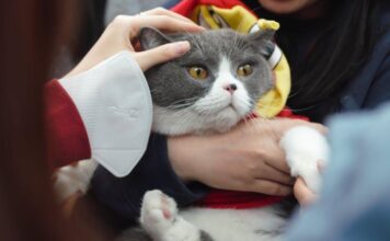 10 Very crucial Cat Care Pointers Every Owner Could furthermore fair mute Know for a Jubilant Pussycat 10 very crucial cat care pointers every owner could furthermore fair mute know for a jubilant pussycat.jpeg