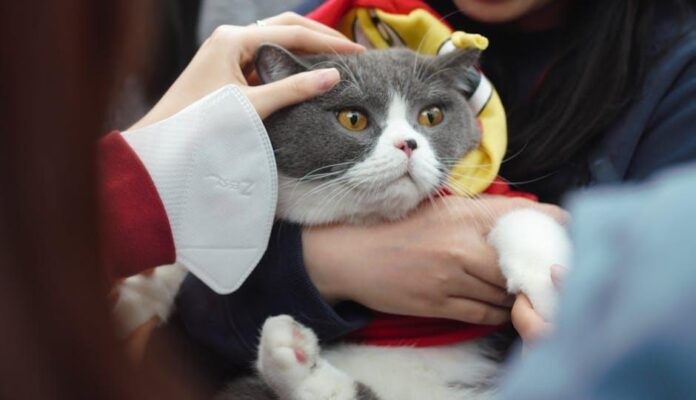 10 very crucial cat care pointers every owner could furthermore fair mute know for a jubilant pussycat.jpeg