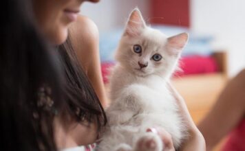 High 10 Most Spirited Cat Breeds: Survey Your Perfect Pussycat Partner high 10 most spirited cat breeds survey your perfect pussycat partner.jpg