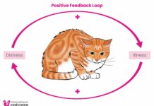 Prime 10 Well-known Pointers for Preserving Your Cat Healthy and Gay prime 10 well known pointers for preserving your cat healthy and gay.jpg