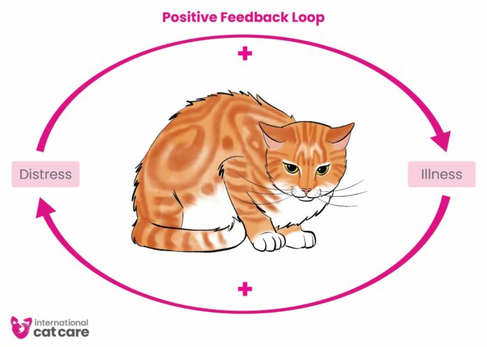 prime 10 well known pointers for preserving your cat healthy and gay.jpg