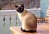 High 10 Spicy Cat Breeds You Have to Know in 2023 high 10 spicy cat breeds you have to know in 2023.jpg