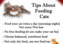 10 Crucial Cat Care Guidelines Every Cat Proprietor Need to Know for a Cosy, Healthy Feline 10 crucial cat care guidelines every cat proprietor need to know for a cosy healthy feline.jpg