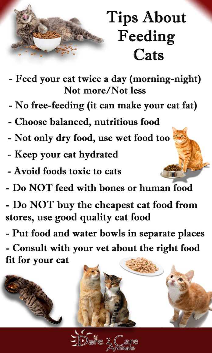10 crucial cat care guidelines every cat proprietor need to know for a cosy healthy feline.jpg