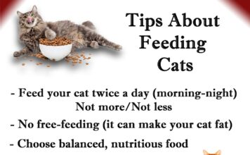 Mandatory Cat Care Pointers: Withhold Your Feline Pleased and Wholesome! mandatory cat care pointers withhold your feline pleased and wholesome.jpg