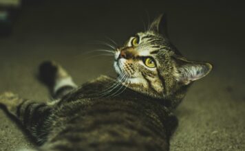 Whiskers & Whimsy: Heartwarming Tales of Pussycat Adventures whiskers whimsy heartwarming tales of pussycat adventures.jpg