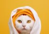 Prime 10 An awfully mighty Cat Care Guidelines Every Proprietor Can hold to Know prime 10 an awfully mighty cat care guidelines every proprietor can hold to know.jpg