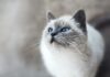 High 10 Well-known Cat Care Guidelines Every Owner Desires to Know high 10 well known cat care guidelines every owner desires to know.jpg
