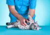 10 Obligatory Recommendations for Asserting Your Cat’s Health: A Have to-Read Recordsdata for Cat Householders 10 obligatory recommendations for asserting your cats health a have to read recordsdata for cat householders.jpg