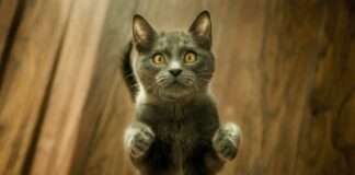 10 Though-provoking Cat Details You By no manner Knew: Seek for the Secrets and tactics of Our Feline Associates! 10 though provoking cat details you by no manner knew seek for the secrets and tactics of our feline associates.jpg