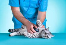 Very necessary Guidelines for Conserving Your Cat Healthy: A Entire E book to Tom cat Wellness very necessary guidelines for conserving your cat healthy a entire e book to tom cat wellness.jpg