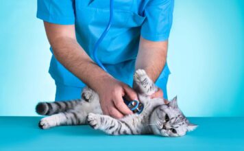 Very necessary Guidelines for Conserving Your Cat Healthy: A Entire E book to Tom cat Wellness very necessary guidelines for conserving your cat healthy a entire e book to tom cat wellness.jpg