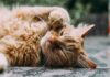 10 Captivating Cat Info You Didn’t Know: Unleash the Thriller of Your Tom cat Friend! 10 captivating cat info you didnt know unleash the thriller of your tom cat friend.jpg