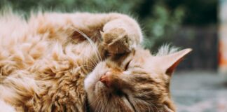 10 Captivating Cat Info You Didn’t Know: Unleash the Thriller of Your Tom cat Friend! 10 captivating cat info you didnt know unleash the thriller of your tom cat friend.jpg