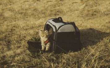 Whiskers & Whimsy: Heartwarming Tales of Tom cat Adventures whiskers whimsy heartwarming tales of tom cat adventures.jpg