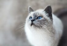Top 10 Most standard Cat Facts: Charming Feline Discoveries and Traits You Cannot Omit! top 10 most standard cat facts charming feline discoveries and traits you cannot omit.jpg