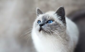 Top 10 Most standard Cat Facts: Charming Feline Discoveries and Traits You Cannot Omit! top 10 most standard cat facts charming feline discoveries and traits you cannot omit.jpg