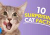 10 Magnificent Cat Info: Liberate the Secrets of Your Pussycat Friend! 10 magnificent cat info liberate the secrets of your pussycat friend.jpg