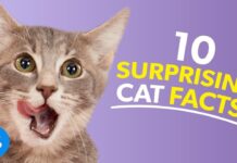 10 Magnificent Cat Info: Liberate the Secrets of Your Pussycat Friend! 10 magnificent cat info liberate the secrets of your pussycat friend.jpg